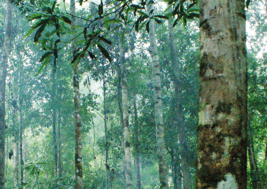 A dense green rainforest
